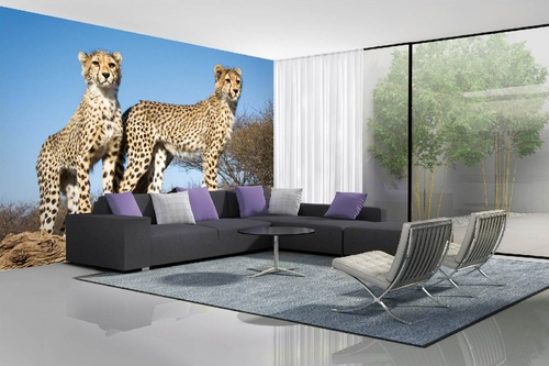 Vlies Fototapete - Junge Geparden 375 x 250 cm